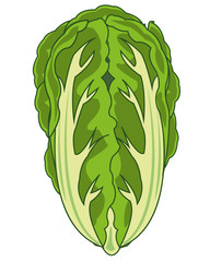 Vector illustration of the vegetable cabbage china