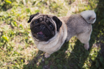 Cute pug with opened mouth on the green grass looking up to camera. Sunny day.