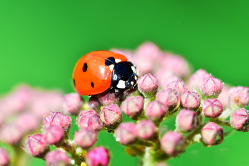 Various macrophotography of large and red with black dots ladybug sitting on a flower of japanese meadowsweet or korean spiraea.