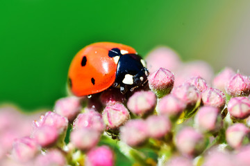 Various macrophotography of large and red with black dots ladybug sitting on a flower of japanese meadowsweet or korean spiraea.