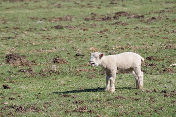 Obraz premium 迷子の子羊