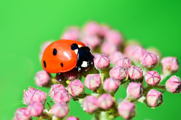 Various macrophotography of large and red with black dots ladybug sitting on a flower of japanese meadowsweet or korean spiraea.