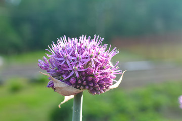Onion flower glows in the sun rays