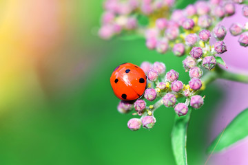 Various macrophotography of large and red with black dots ladybug sitting on a flower of japanese meadowsweet or korean spiraea.