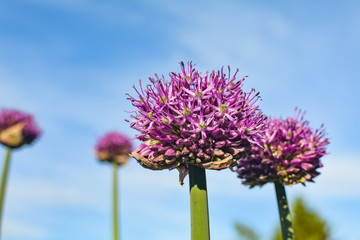 Flower of onions against the blue sky
