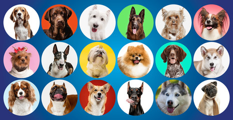Young dogs are posing. Cute doggies or pets are looking happy isolated on colorful or gradient background. Studio photoshots. Creative collage of different breeds of dogs. Flyer for your ad. © master1305