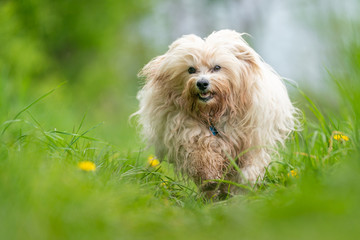 Havaneser in der Natur