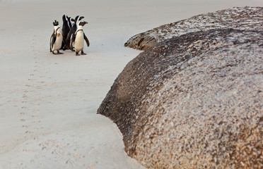 AFRICAN PENGUIN, False Bay, South Africa, Africa
