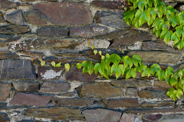 green wine leafes on grey nature wall of a castle moselle
