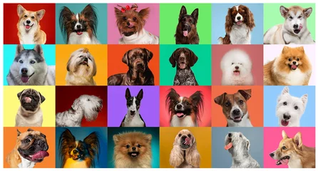  Jonge honden poseren. Schattige hondjes of huisdieren zien er gelukkig uit geïsoleerd op een kleurrijke of gradiëntachtergrond. Studiofoto& 39 s maken. Creatieve collage van verschillende hondenrassen. Flyer voor uw advertentie. © master1305