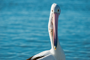 Australian Pelican