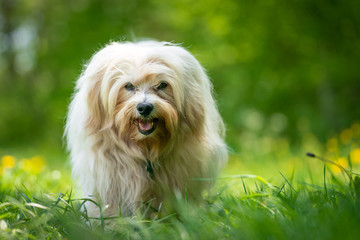 Havaneser in der Natur