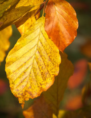 Obraz premium Close up of autumnal leaves. Nature background.