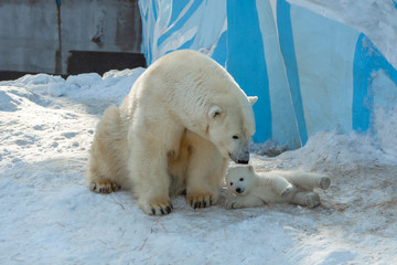 small white bear cub near mother 