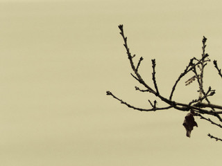Abstract photo of autumn branch as nature background.
