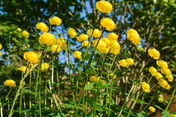 Beautiful yellow flowers bloom in the garden