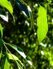 Close up of branch with green leaves.