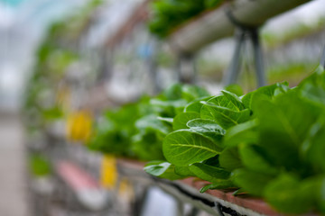 Hydroponic vertical farming systems