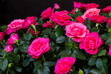 Pinkfarbene Rosen