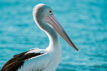 Australian Pelican