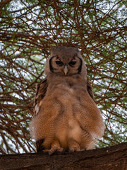 Verreaux's Eagle Owl, Tsavo Conservation Area, Kenya