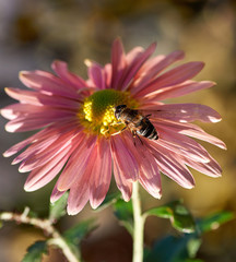 bee sitting on a pink flower, close up