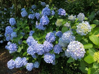 きれいなアジサイ