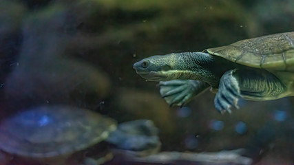 Fototapeta na wymiar (Emydura macquarii) australian murray river turtle swiming in a fish tank