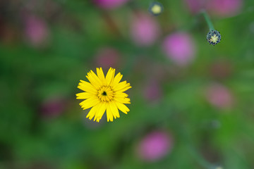 Yellow flower floating in mid air on green and pink background.