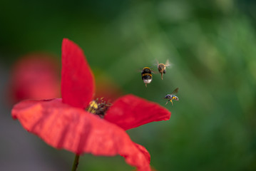 Insekten umschwirren eine Mohnblüte