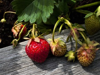 Die erste Rote 