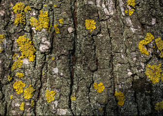  tree, texture, bark, natural, beauty.