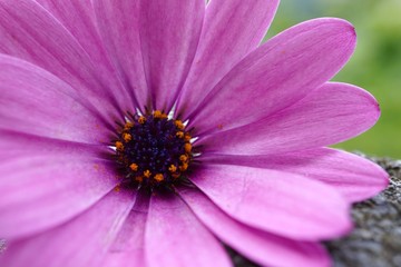 Fototapeta premium pink flower plant in the garden in summer, flowers with pink petals in the nature