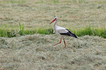 stork searching for food between drying grass on a meadow