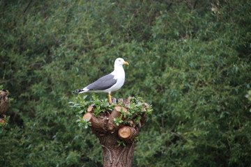seagull standing and watching for food in the harbor of Rotterdam