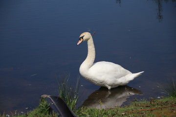 White Swan in a ditch of water at the Rottemeren in Zevenhuizen