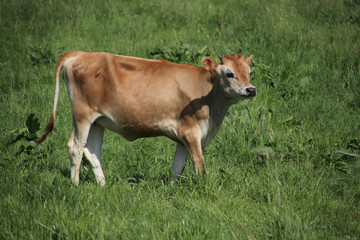 Brown frysian young calf of a cow on a meadow in the Netherlands