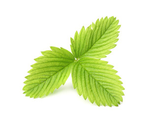 Single green strawberry leaf isolated on white background