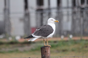 seagull standing and watching for food in the harbor of Rotterdam