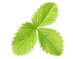 Single green strawberry leaf isolated on white background