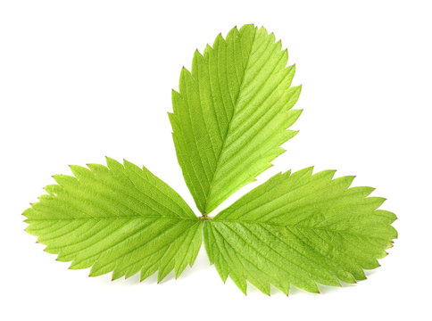 Single green strawberry leaf isolated on white background