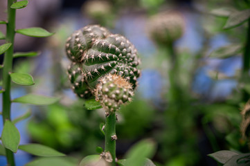 close-up side-view of Golden barrel cactus (Echinocactus grusonii) cluster.