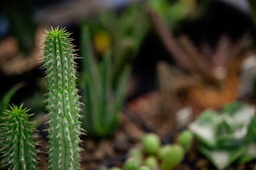 close-up side-view of Golden barrel cactus (Echinocactus grusonii) cluster.