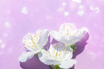 Sakura blossom on violet pastel background, spring flowers.  