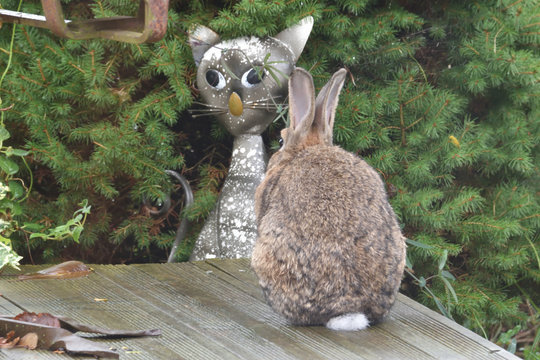 Insolite, dr&ocirc;le, cocasse, amusant, comique,  ce lapin regardant une statue de chat en m&eacute;tal