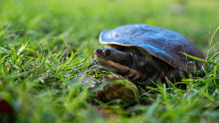 Obraz premium (Emydura macquarii) australian murray river turtle out of water and basking in the sun