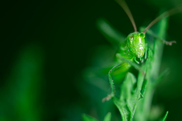 Macro photo, close up, insect, Green grasshopper is sitting on a leaf, Great green bush-cricket, Orthoptera, Arthropoda
