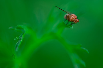 Macro photo, close up, insect, Fruit fly is sitting on a leaf, Musca domestica, Calliopum tuberculosa, Sapromyza halidayi