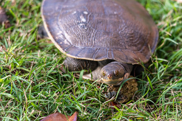 (Emydura macquarii) australian murray river turtle out of water and basking