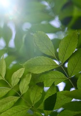 green tree leaves and branches in the nature in summer, green background